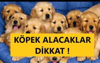 Köpek Satın Alacaklara Yeni Şart: Apartman Yöneticisinden Onay Almayan Yandı!