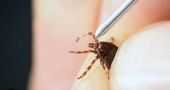 Sivas'ta Aynı Kader: Amcasının Oğlundan Sonra Kendisi De Keneye Yenik Düştü!