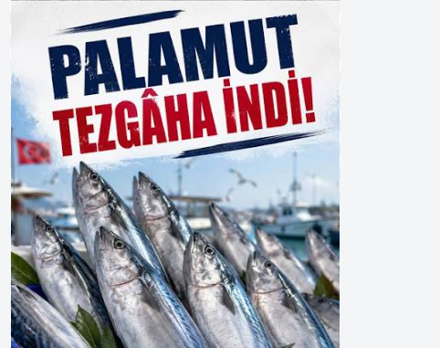 Tezgahlarda Palamut İstilası! Av Sezonu Bollukla Başladı