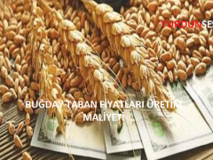 BUĞDAY TABAN FİYATLARI ÜRETİM MALİYETİ VE DÜNYA PİYASALARINDAKİ FİYATLAR DİKKATE ALINARAK BELİRLENMELİ