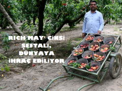 RICH MAY’ CİNSİ ŞEFTALİ, DÜNYAYA İHRAÇ EDİLİYOR