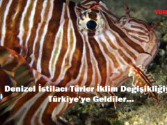 Denizel İstilacı Türler İklim Değişikliğiyle Türkiye’ye Geldiler…