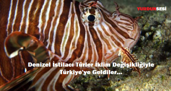 Denizel İstilacı Türler İklim Değişikliğiyle Türkiye’ye Geldiler…