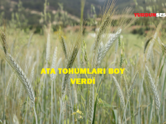 ATA TOHUMLARI BOY VERDİ