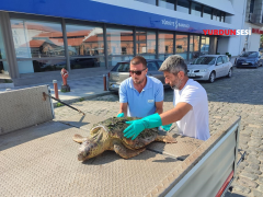 İZMİR KÖRFEZİ’NDE YARALI “CARETTA CARETTA” BULUNDU