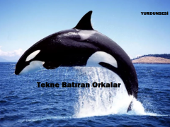 Tekne Batıran Orkalar