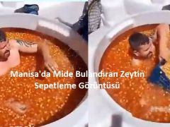 Manisa’da mide bulandıran zeytin sepetleme görüntüsü