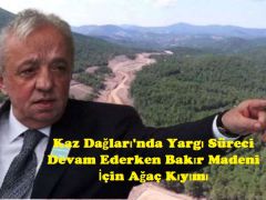 Kaz Dağları’nda Yargı Süreci  Devam Ederken Bakır Madeni İçin Ağaç Kıyımı