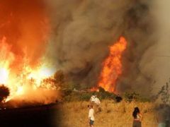 Çanakkale’deki orman yangınında son durum…