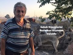 Sokak köpeklerini beslerken başından vuruldu