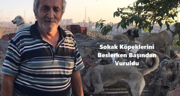 Sokak köpeklerini beslerken başından vuruldu