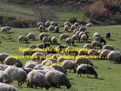 Resmi Gazete’de yayımlandı: Hayvancılık yüzde 50 hibe destekleri artırıldı