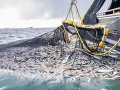 Denizlerde av yasağı başladı