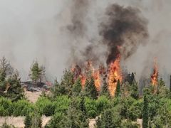 Denizli’de orman yangını…