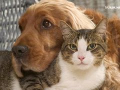 Kamuoyunda “Katliam yasası” olarak bilinen Hayvanları Koruma Kanunu, TBMM Genel Kurulu’nda….