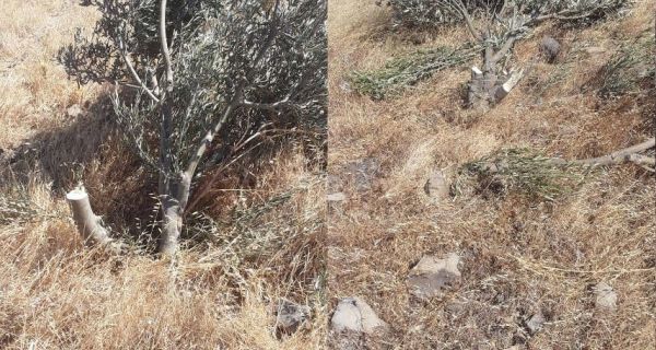 Karaburun’da yine zeytin ağaçları kesiliyor