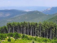 Ormanlık alanlar yok edilmeye devam ediyor…