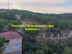 Ümraniye’de Gece yarısı ağaç katliamı…