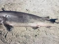 Tekirdağ’da ölü köpekbalığı kıyıya vurdu…