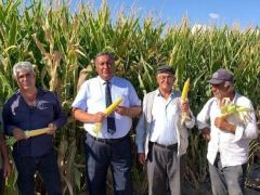 CHP’li Gürer’den ‘mısır’ tepkisi: “ÇİFTÇİ VE TÜKETİCİYİ KORUMAYAN BİR DÜZEN”