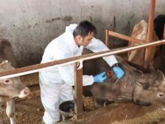 Sivas’ta şap hastalığı tedbiri!