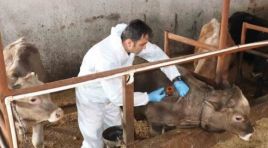 Sivas’ta şap hastalığı tedbiri!