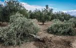Zeytinler taşındı ama asıl tehlike yolda!
