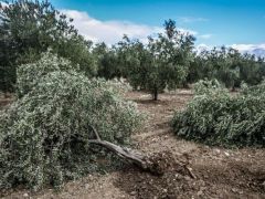 ‘BİR ZEYTİN AĞACI DİKTİLER Mİ ?’
