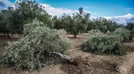 ‘BİR ZEYTİN AĞACI DİKTİLER Mİ ?’