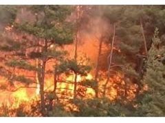 Peş peşe yükselen yangınlar ülkenin geleceğini çalıyor, Bu kafa ormanı koruyamaz!
