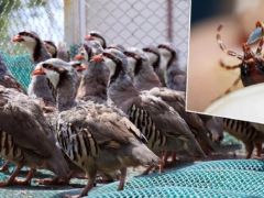 Afyonkarahisar’da kene mücadelesi için yüzlerce keklik doğaya salındı