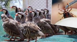 Afyonkarahisar’da kene mücadelesi için yüzlerce keklik doğaya salındı