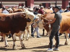 Tarım ve Orman Bakanlığı, İkinci bir emre kadar tüm hayvan pazarları kapatıldı