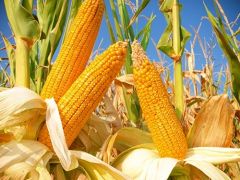 Mısır tarlada, İktidar ithalat peşinde