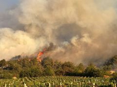 Sakarya’da rüzgarın etkisiyle yangın yayılmaya devam ediyor