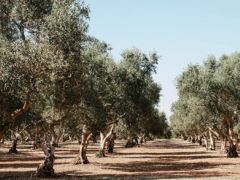 Mine Esen: Zeytin bir yıllık bir bitki değil