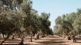 Mine Esen: Zeytin bir yıllık bir bitki değil