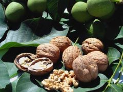 Tokat’ta zirai don ceviz üretimini düşürdü