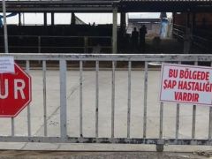 İstanbul’da şap alarmı!