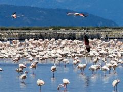 Yüzlerce kuş türüne ev sahipliği yapan, İzmir Kuş Cenneti tehlike altında