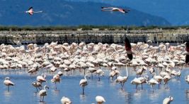 Yüzlerce kuş türüne ev sahipliği yapan, İzmir Kuş Cenneti tehlike altında