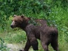 Kastamonu’da mantar toplarken ayı saldırdı!