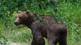 Kastamonu’da mantar toplarken ayı saldırdı!
