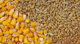 Erhan Adem, 1 milyon ton ithalat, binlerce çiftçinin iflası demektir