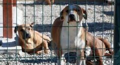 CHP’nin AYM’ye ‘köpek ötanazisi’ düzenlemesine yaptığı iptal başvurusu reddedildi