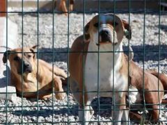 CHP’nin AYM’ye ‘köpek ötanazisi’ düzenlemesine yaptığı iptal başvurusu reddedildi