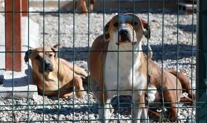 CHP’nin AYM’ye ‘köpek ötanazisi’ düzenlemesine yaptığı iptal başvurusu reddedildi