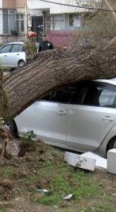 İstanbul’da e lodos nedeniyle ağaçlar devrildi…