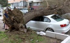 İstanbul’da e lodos nedeniyle ağaçlar devrildi…