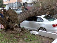 İstanbul’da e lodos nedeniyle ağaçlar devrildi…